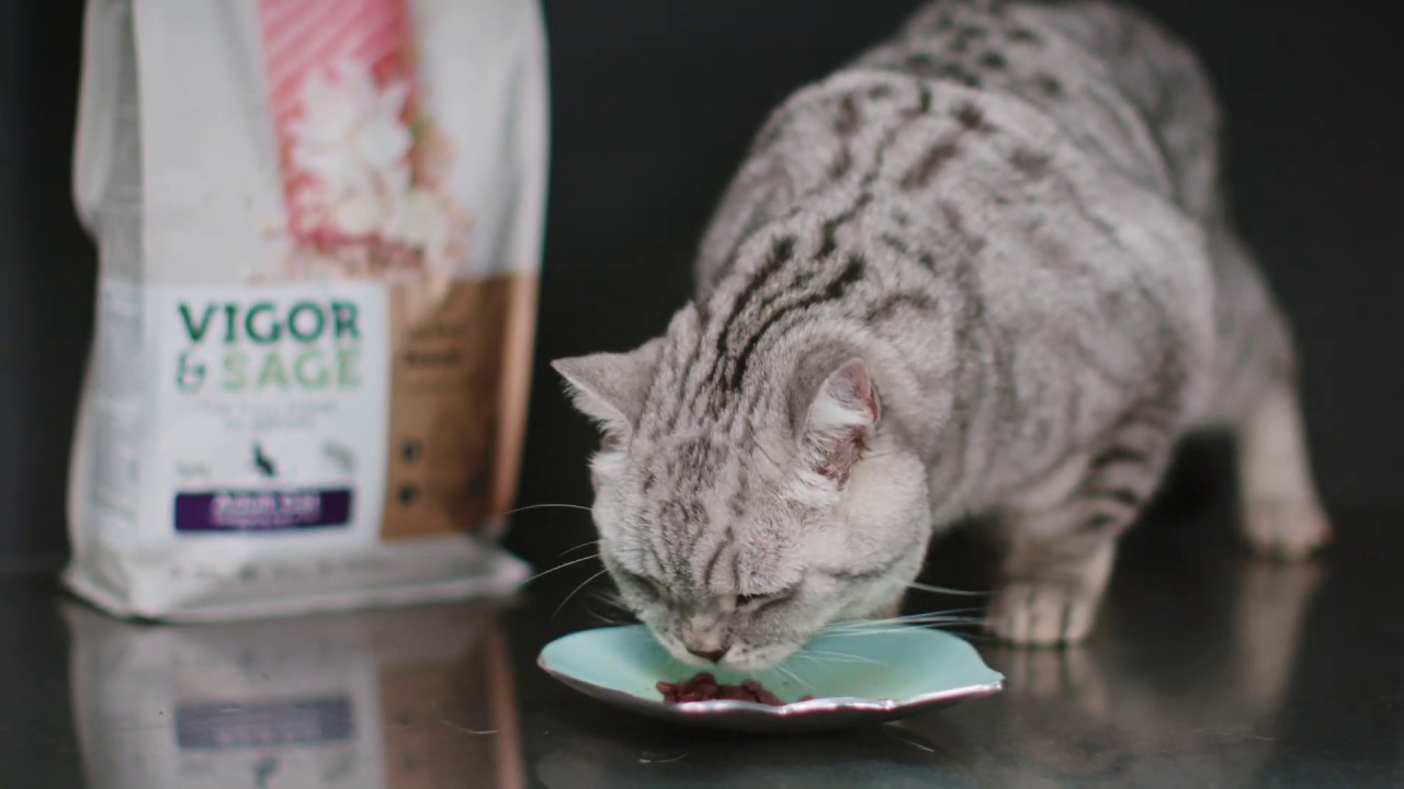 Kattemat for glansfull pels, god ånde og nydelig smak. Lily Root Beauty med fersk laks og tang.