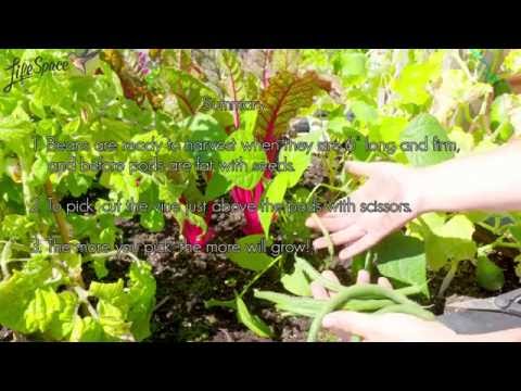 How to Harvest Beans