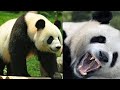 Oso Panda - El oso gato gigante de China que es único en el Mundo