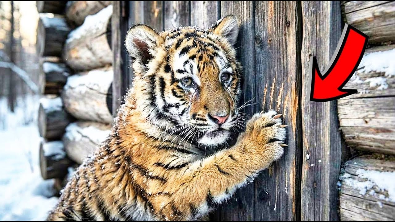ЗАМЕРЗАЮЩИЙ ТИГРЁНОК стучал в дверь. СТАРИК открыл и ОНЕМЕЛ!