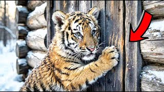 ЗАМЕРЗАЮЩИЙ ТИГРЁНОК стучал в дверь. СТАРИК открыл и ОНЕМЕЛ!