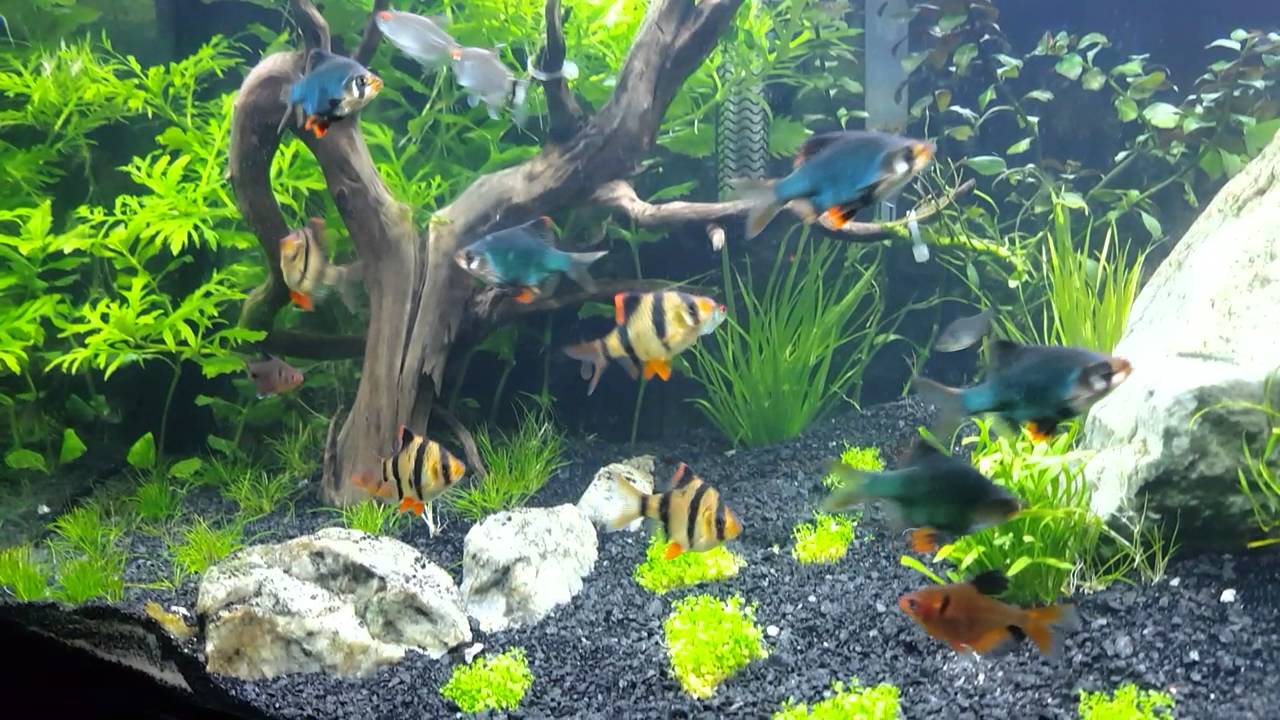 Tiger Barbs Care Guide Tank Setup Mates Breeding