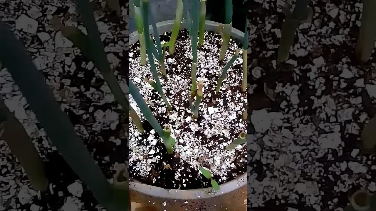 josef stalin Como. Plantei.