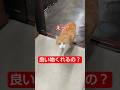 良い物くれるの? #しゃべる猫