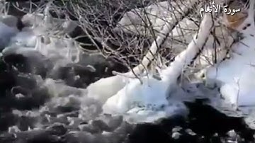 سورة الأنعام بصوت خالد الجليل ارح سمعك حالات واتساب
