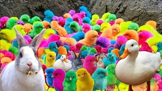World of Cute Chickens, Colorful Chickens,Rainbow Chikens, Ducks Cute Cats, Rabbits, Animals world