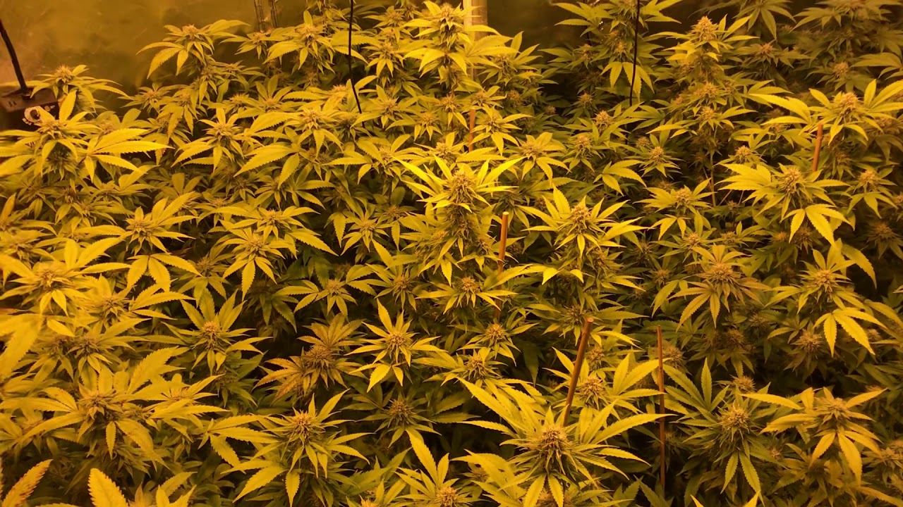 Remo nutrients grow Diary video 6 day 35 of flower