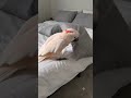 My Cockatiel's daily missionCockatiel #FunnyBird #PetBird #FunnyPets #BirdLover #Shorts #ViralShorts