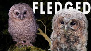 Tawny Owlets' Clumsy First Flights | Luna & Shadow | Robert E Fuller