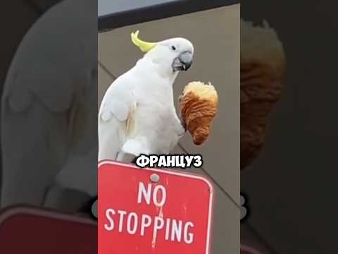 Что это за Животное? настоящий Франзуц! #животные #природа #смешно #animals #интересно