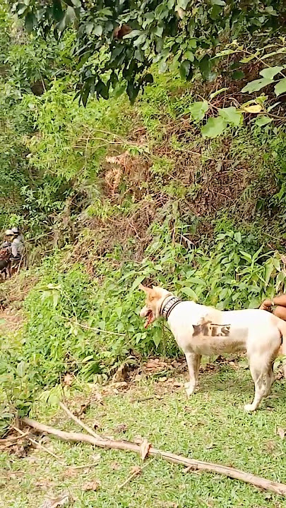 batu laweh #anjingpemburu #animals #baby #anjing #berburu #doglife #fypage #funny