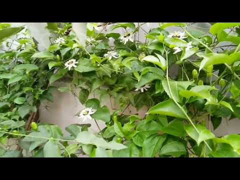 How to grow Passion fruit plant in home and it's beautiful blooming flowers