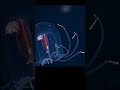 Criaturas abisales: Cystisoma, el anfípodo de cristal