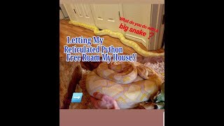 Celebrity Letting My BIG Reticulated Python Free Roam!! Profile