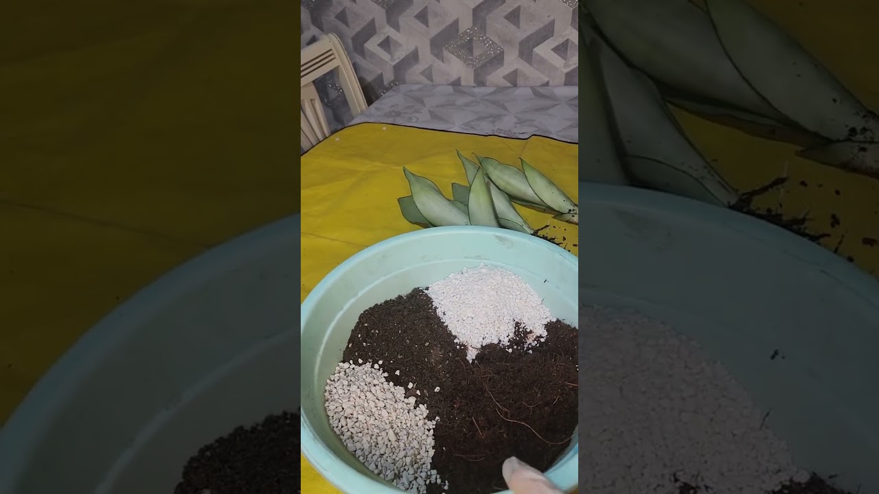 N⁰-397. САНСЕВИРИЯ МУНШАЙН ГУЛИНИ ПАРВАРИШИ ВА КУПАЙТИРИЛИШИ