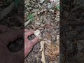 King Mushroom 🍄 Today at the Forest😋👨👦. #bollette #mushroom #fungi