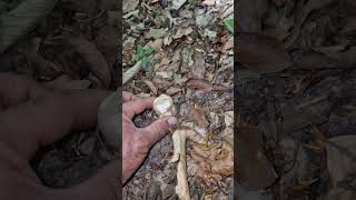 King Mushroom 🍄 Today at the Forest😋👨👦. #bollette #mushroom #fungi