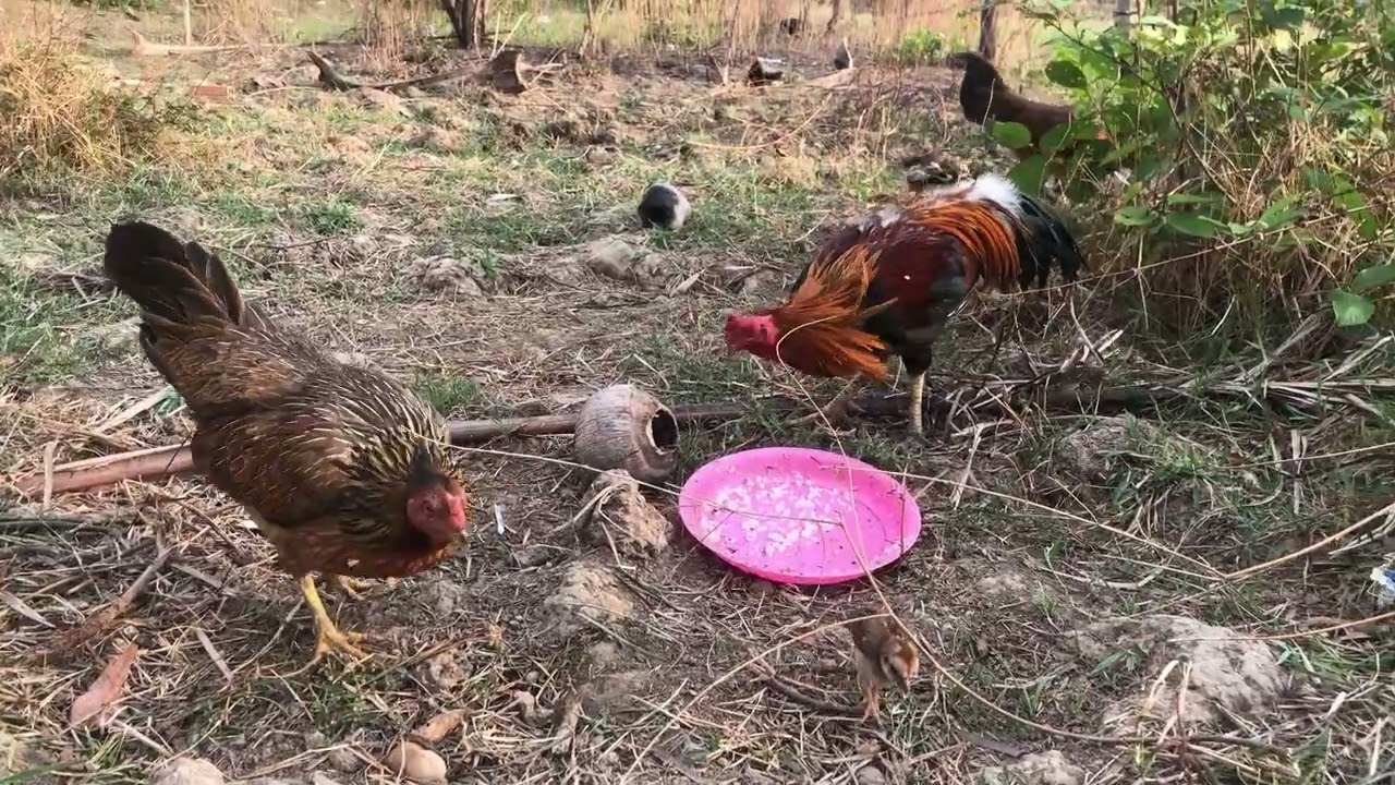 The daily life of chickens​ episode 489| By Dog Food TV