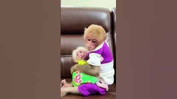 BIbi and the baby monkey play together well #monkey #monkeybibo #babymonkey #funny #shorts  #cute
