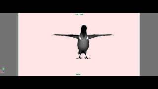 crow low poly out-0.avi