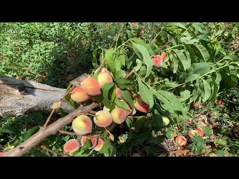 วีดีโอ: Earligrande Peach Fruit: การดูแล Earligrande Peaches ในสวน