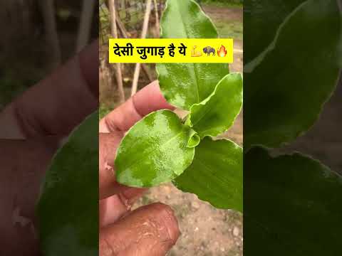 #plant #farming #botany #plants