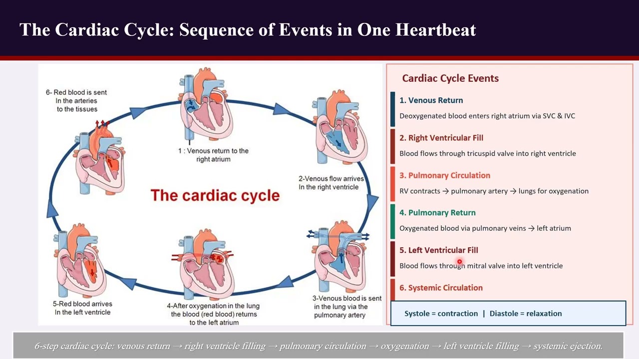 "Chapter 2 The Heart " Part 2