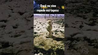 Dacă nu vine repede mă topesc #shorts