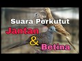 Suara Kombinasi Perkutut Jantan & Betina, untuk pikat dan masteran