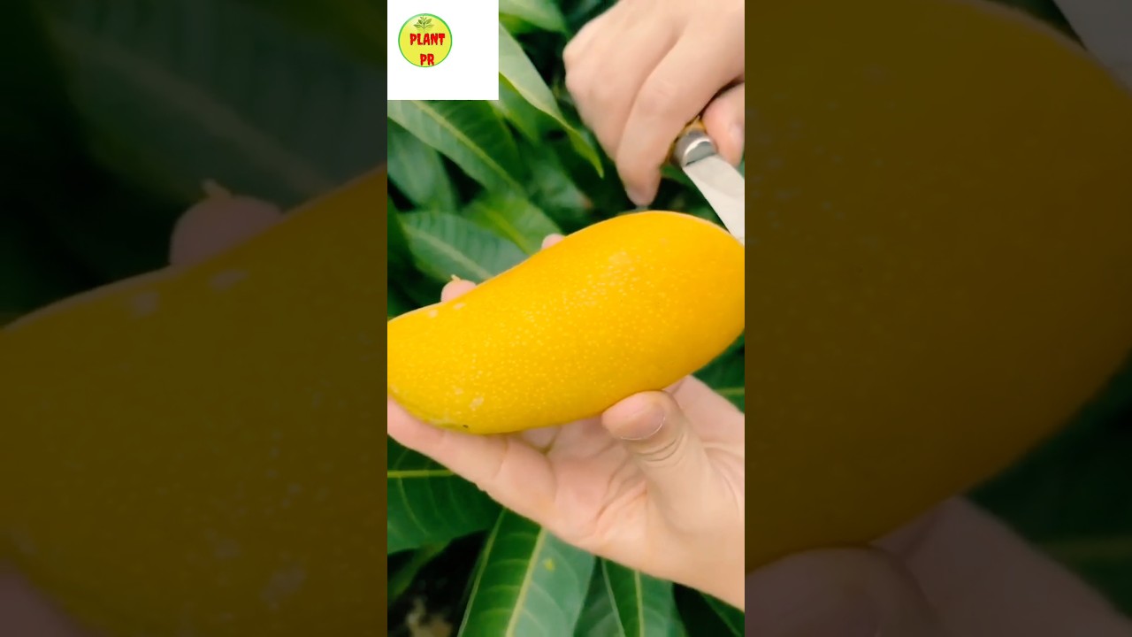 mango 🥭🥭🥭🥭 plant pr viral short video