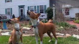 Basenji