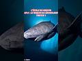 Le Requin du Groenland : cet animal multi-centenaire !