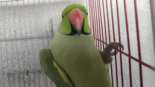 Indian Ring Neck Green Parrot