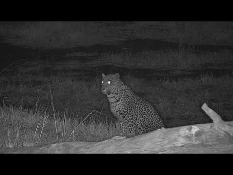 camera iphone 8 plus apk Djuma: Leopard-Hosana reappears then takes off behind cam tree - 23:50 - 07/14/19