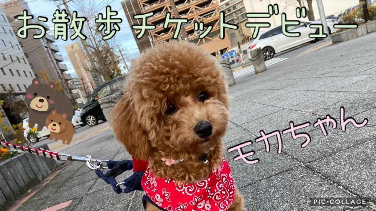 トイプードルのモカちゃん お散歩チケットデビュー Youtube トイプードルのモカちゃん お散歩チケットデビュー Youtube