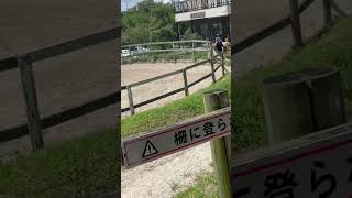 horse horseriding farm japan japanese horses horselover