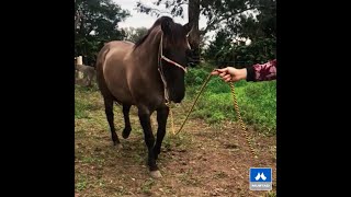 Recuperando un caballo criollo