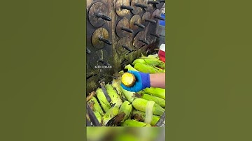 Người đàn ông có chiếc lò nướng bắp độc đáo #shorts