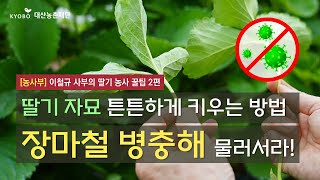 [농사부] 🍓 #이철규 사부 (2) #딸기 자묘 튼튼하게 키우기 ‘장마철 병충해 물러서라~!’