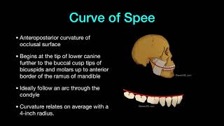 Fundamental Concept of Occlusion (Part 2)