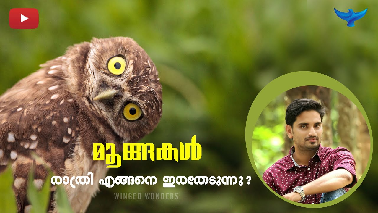 മൂങ്ങകൾ രാത്രി എങ്ങനെ ഇര തേടുന്നു ? | Owl -The Night Hunter | Anu John