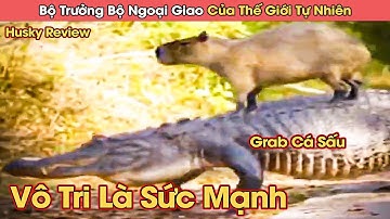 Review Chuột Lang Nước Capybara Bộ Trưởng Bộ Ngoại Giao Của Thế Giới Tự Nhiên || Husky Review