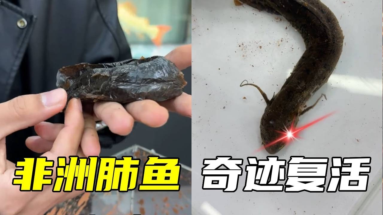 号称 “不死神鱼” 的非洲肺鱼，休眠一年还能活，养它准没错！【鲁伟学长】