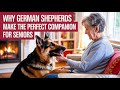 Why German Shepherds Make the Perfect Companion for Seniors