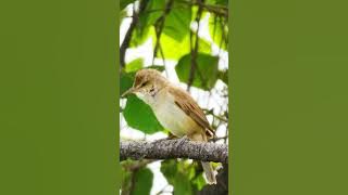 Tembakannya bikin Ngilu!!! Burung Kerak Basi_Oriental reed warbler #shorts