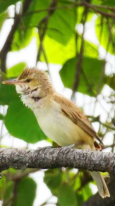 Tembakannya bikin Ngilu!!! Burung Kerak Basi_Oriental reed warbler #shorts