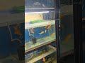 #anime #music #megaquarium #aquarium #planetaquarium #fishaquarium #exoticaquariumfish #fishtank