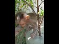 #monkey#