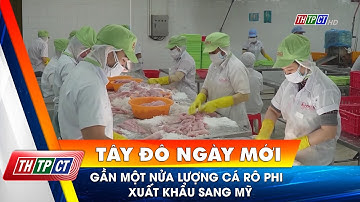 Gần một nửa lượng cá rô phi xuất khẩu sang Mỹ | Cần Thơ TV