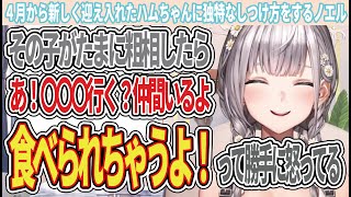 ４月に新しく迎え入れたハムちゃんがたまに粗相をした時に独特なしつけ方をするノエル【白銀ノエル/ホロライブ/切り抜き】